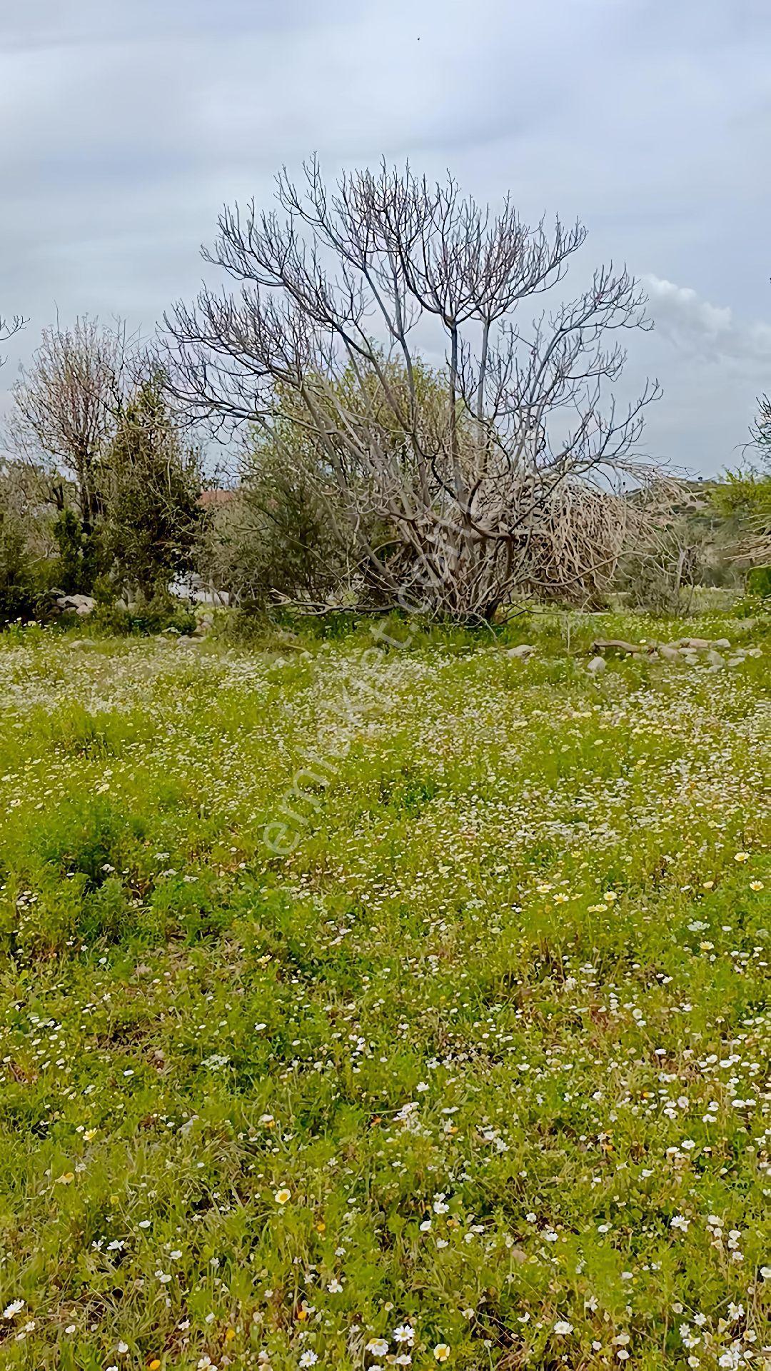 Joker: Marmaris Söğüt Villa Bölgesi Denize 1 Km Tarla - Görsel 20