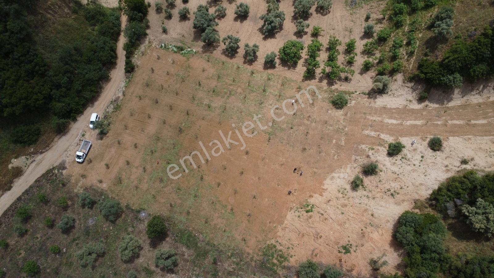 Aydın Efeler Çayyüzü Mevkiinde 3.222 M² Düz Zeytinlik - Görsel 26