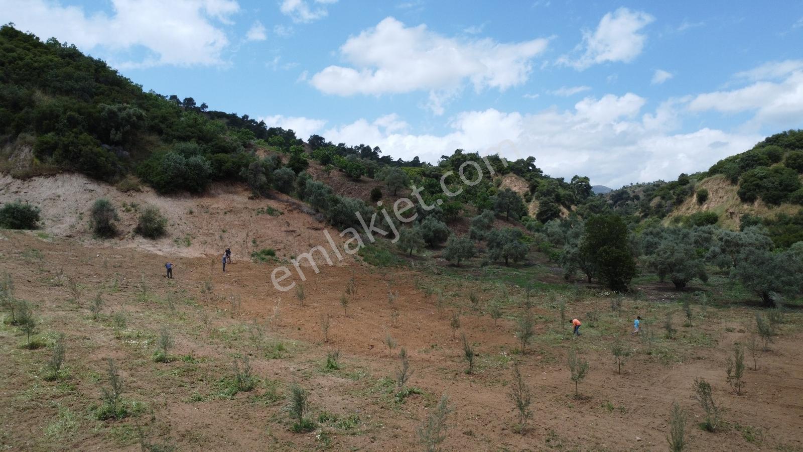 Aydın Efeler Çayyüzü Mevkiinde 3.222 M² Düz Zeytinlik - Görsel 4