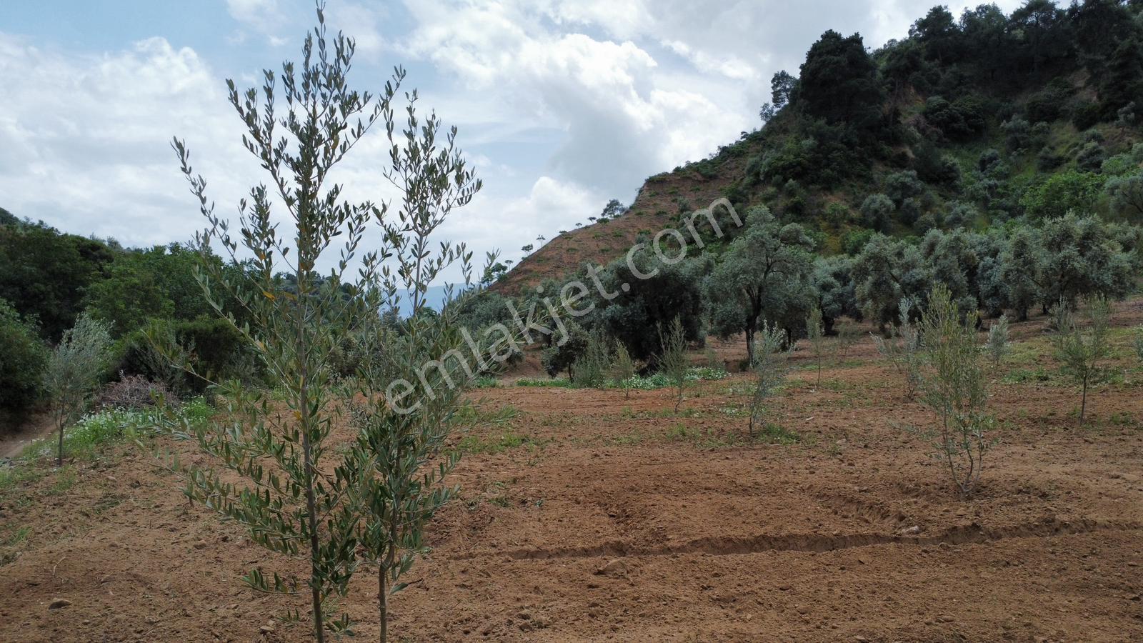 Aydın Efeler Çayyüzü Mevkiinde 3.222 M² Düz Zeytinlik - Görsel 5