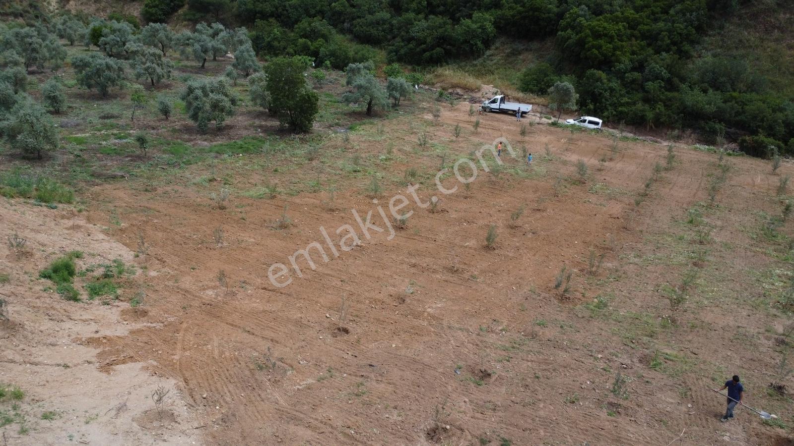 Aydın Efeler Çayyüzü Mevkiinde 3.222 M² Düz Zeytinlik - Görsel 22