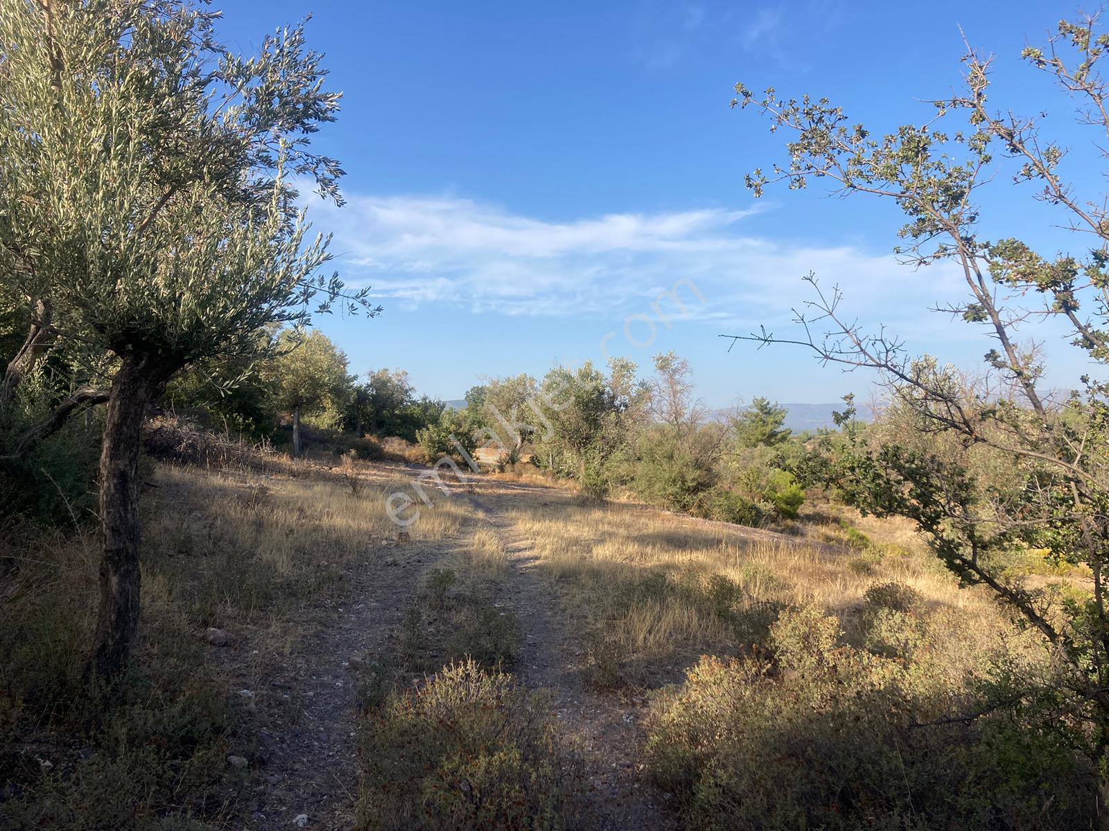Bodrum'a Yakın, Ege'de Dev Yatırım! 20 Dönüm Zeytinli Tarla - Görsel 5