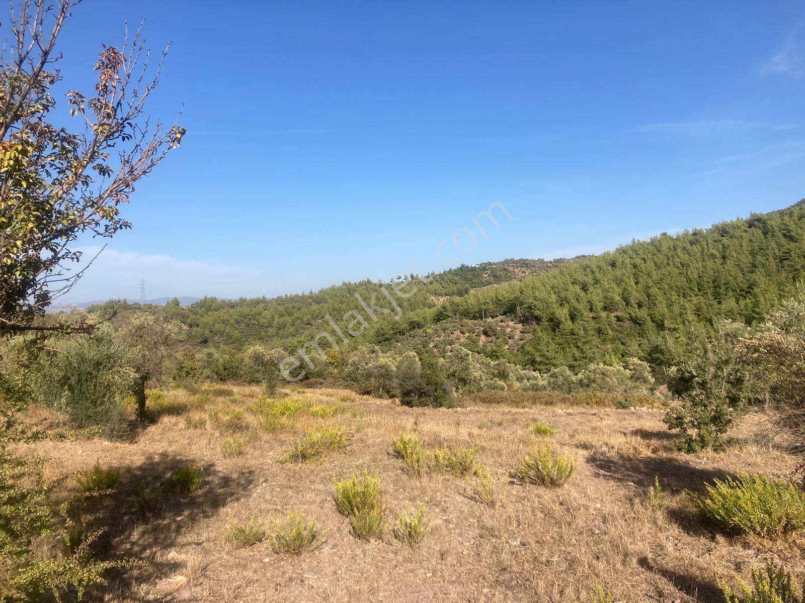 Bodrum'a Yakın, Ege'de Dev Yatırım! 20 Dönüm Zeytinli Tarla - Görsel 26