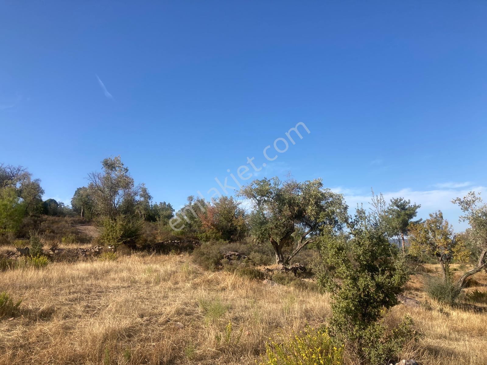 Bodrum'a Yakın, Ege'de Dev Yatırım! 20 Dönüm Zeytinli Tarla - Görsel 24