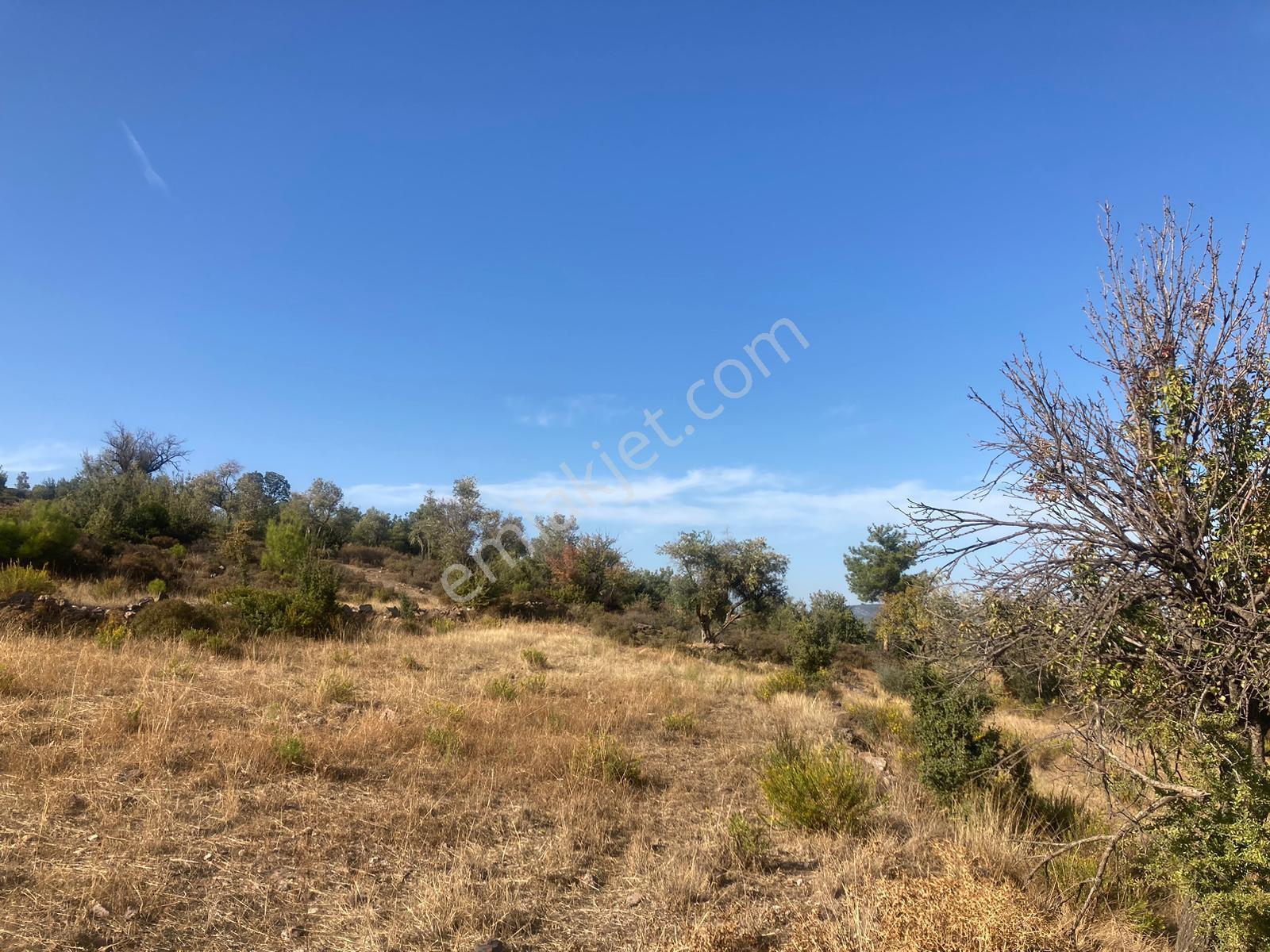 Bodrum'a Yakın, Ege'de Dev Yatırım! 20 Dönüm Zeytinli Tarla - Görsel 28