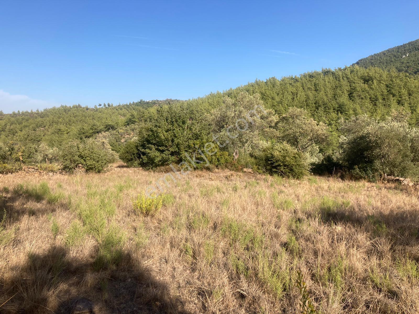 Bodrum'a Yakın, Ege'de Dev Yatırım! 20 Dönüm Zeytinli Tarla