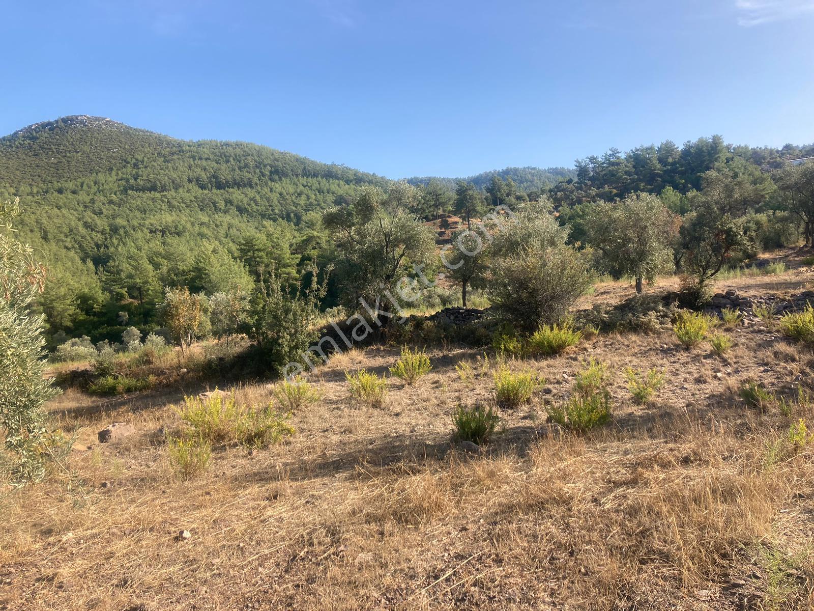 Bodrum'a Yakın, Ege'de Dev Yatırım! 20 Dönüm Zeytinli Tarla - Görsel 21