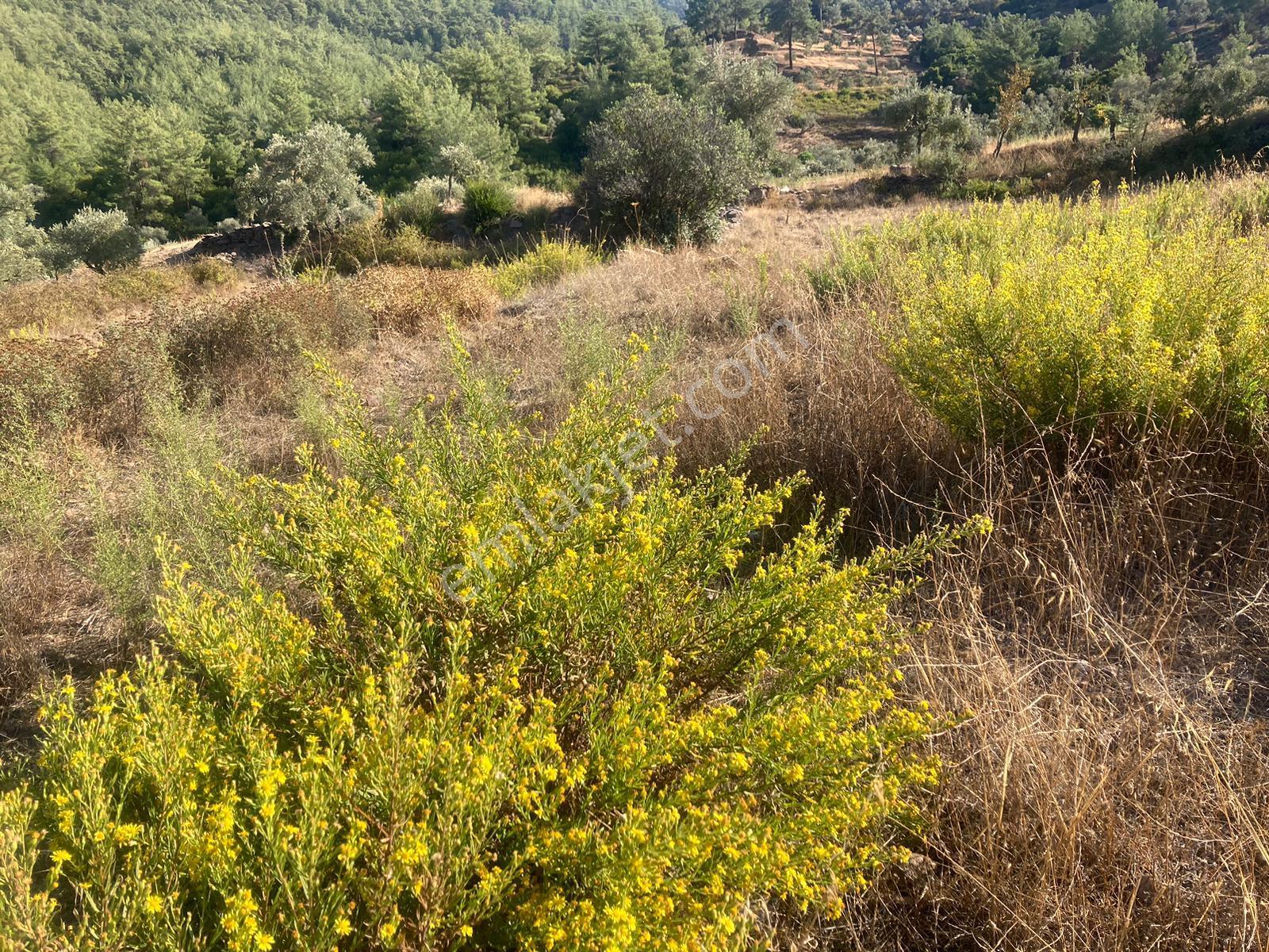 Bodrum'a Yakın, Ege'de Dev Yatırım! 20 Dönüm Zeytinli Tarla - Görsel 17