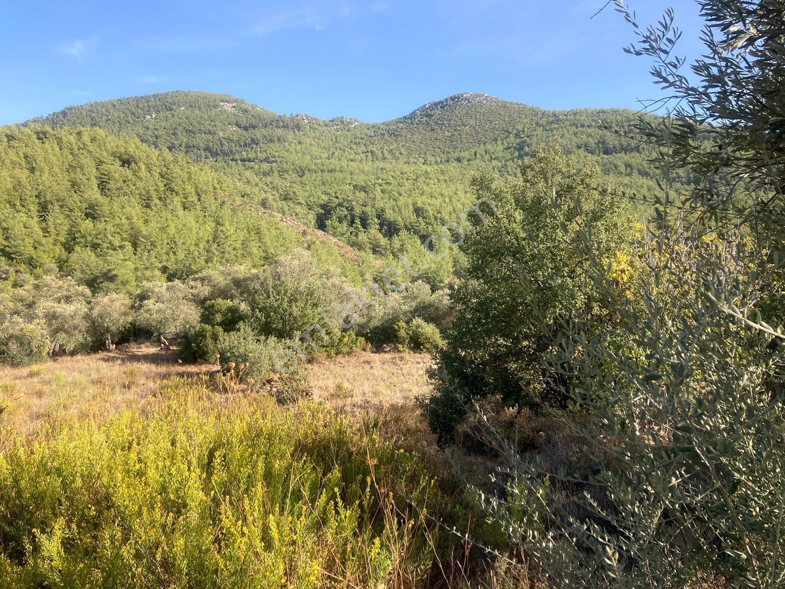 Bodrum'a Yakın, Ege'de Dev Yatırım! 20 Dönüm Zeytinli Tarla - Görsel 12