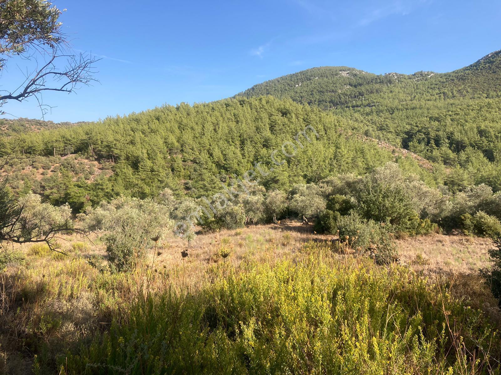 Bodrum'a Yakın, Ege'de Dev Yatırım! 20 Dönüm Zeytinli Tarla - Görsel 14