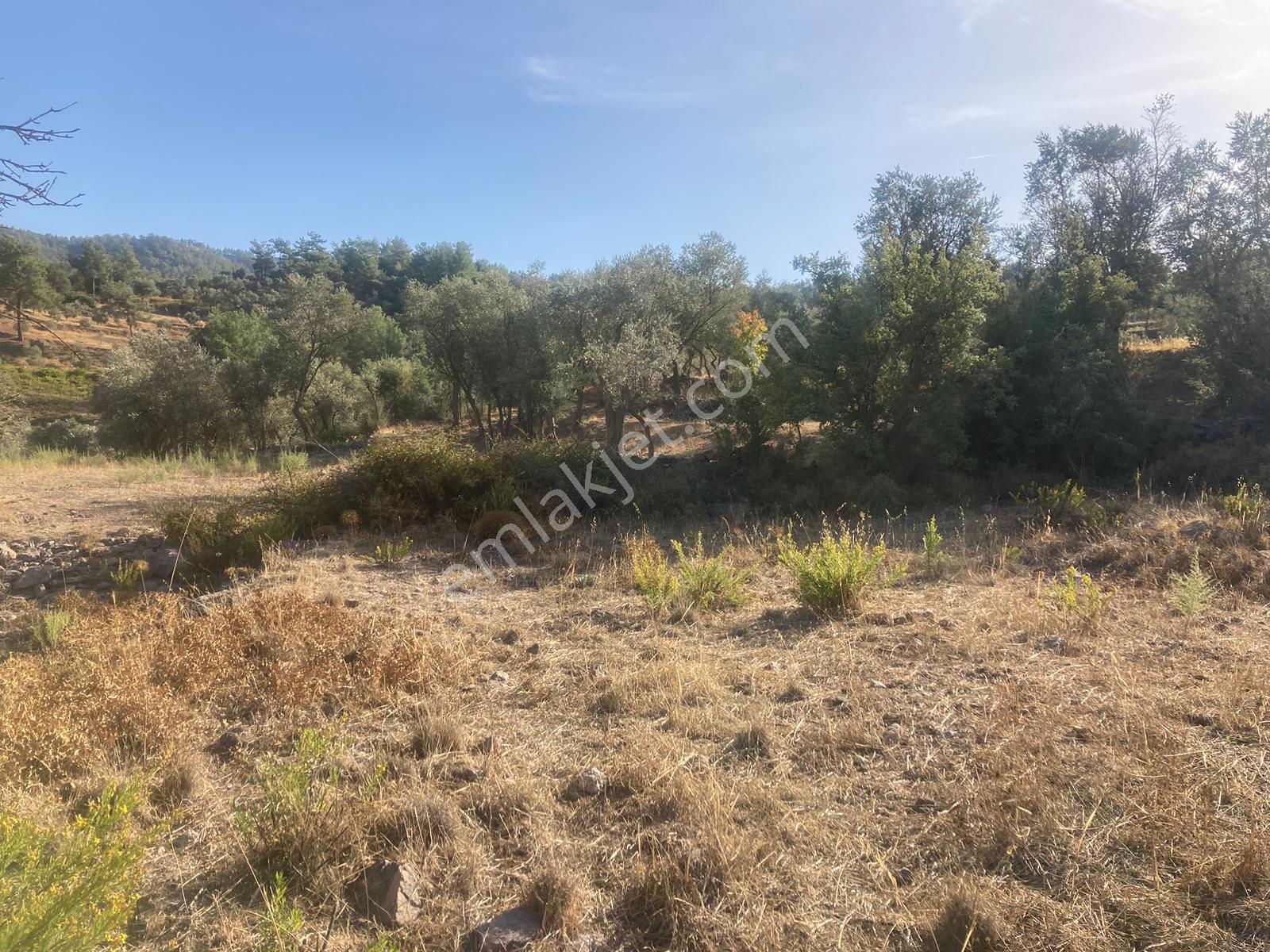 Bodrum'a Yakın, Ege'de Dev Yatırım! 20 Dönüm Zeytinli Tarla - Görsel 22