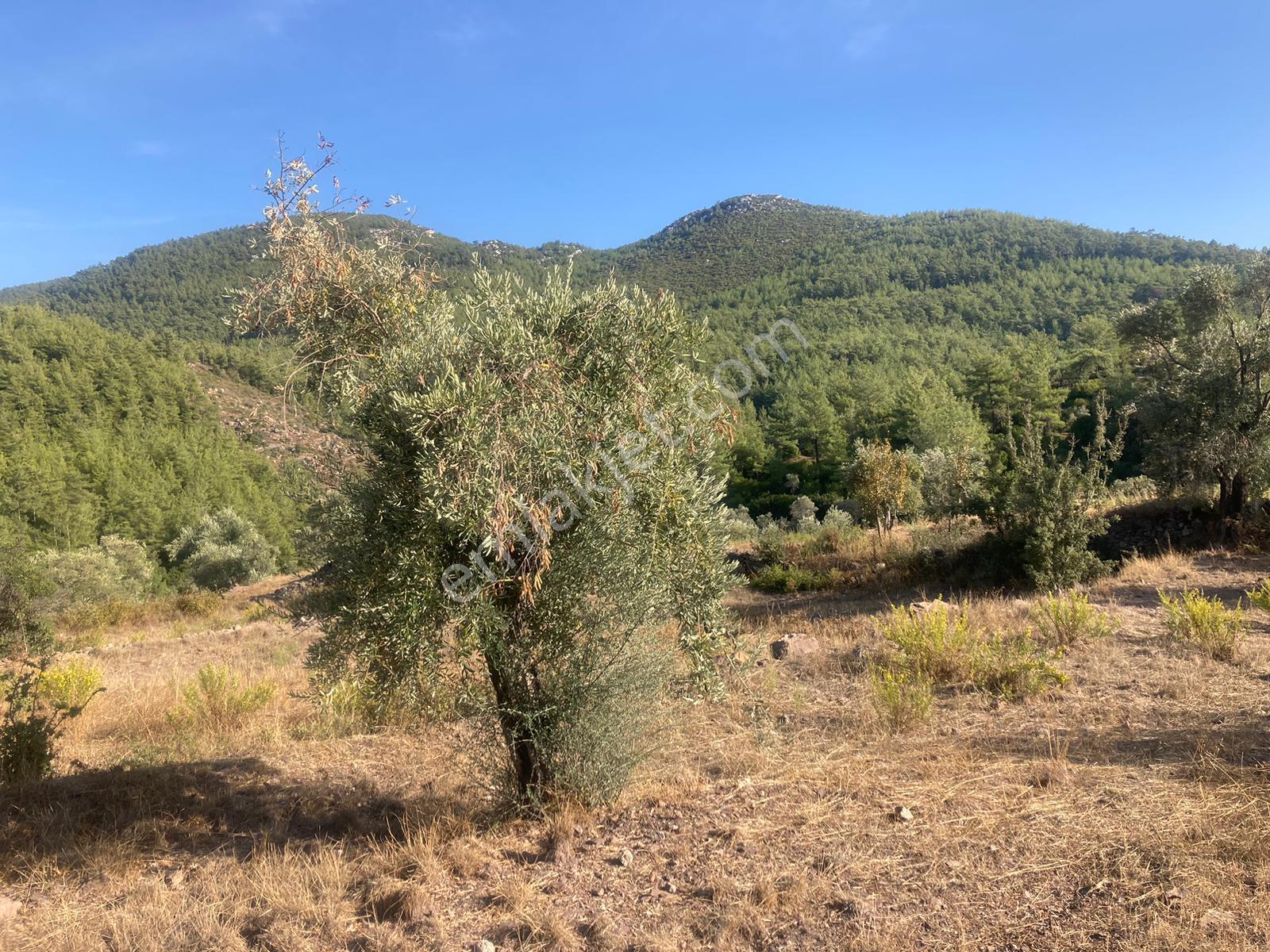 Bodrum'a Yakın, Ege'de Dev Yatırım! 20 Dönüm Zeytinli Tarla - Görsel 25