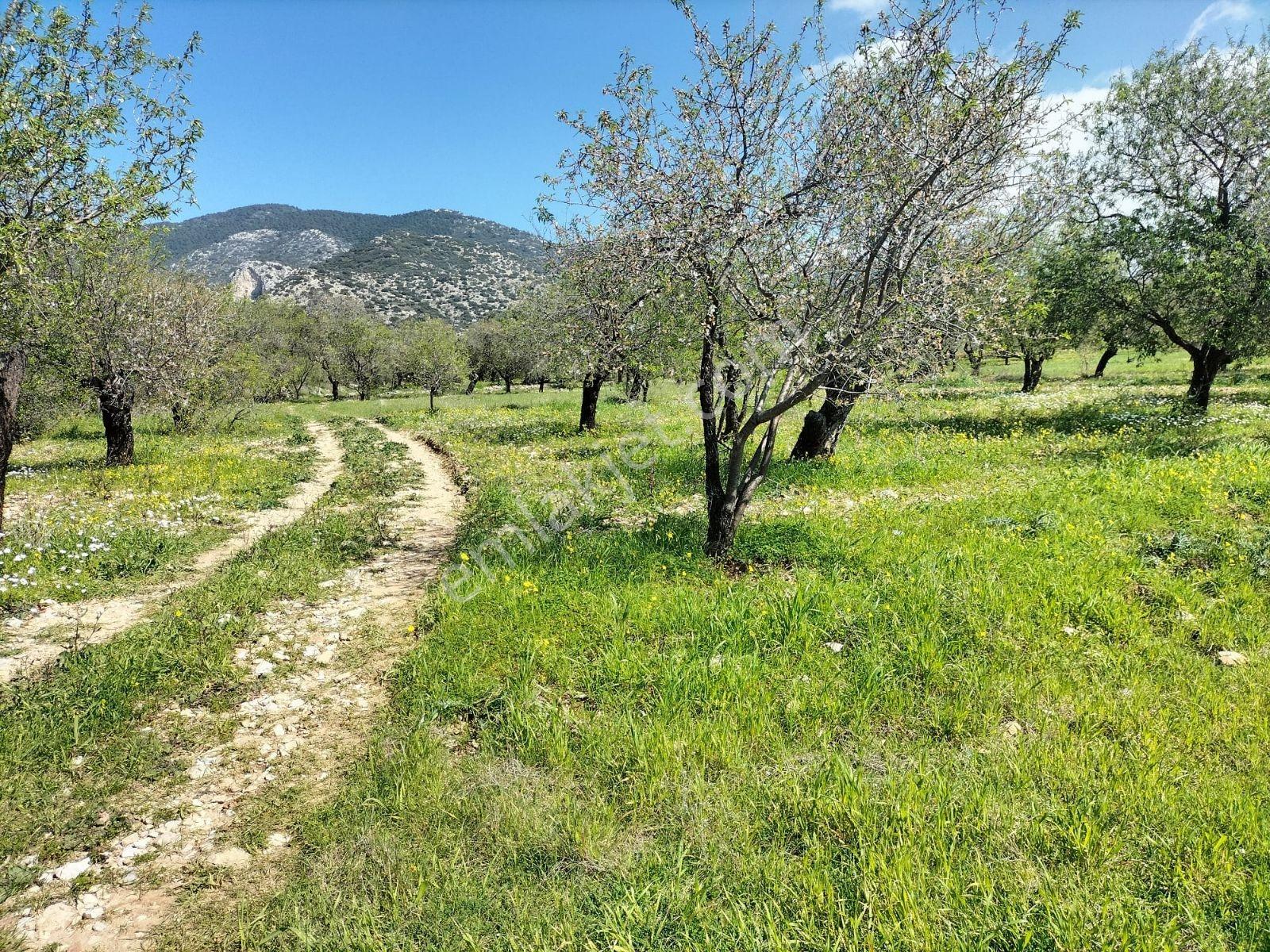 Egenin En Güzel Yeri Datca Da Satılık Bademlik Arsa - Görsel 8