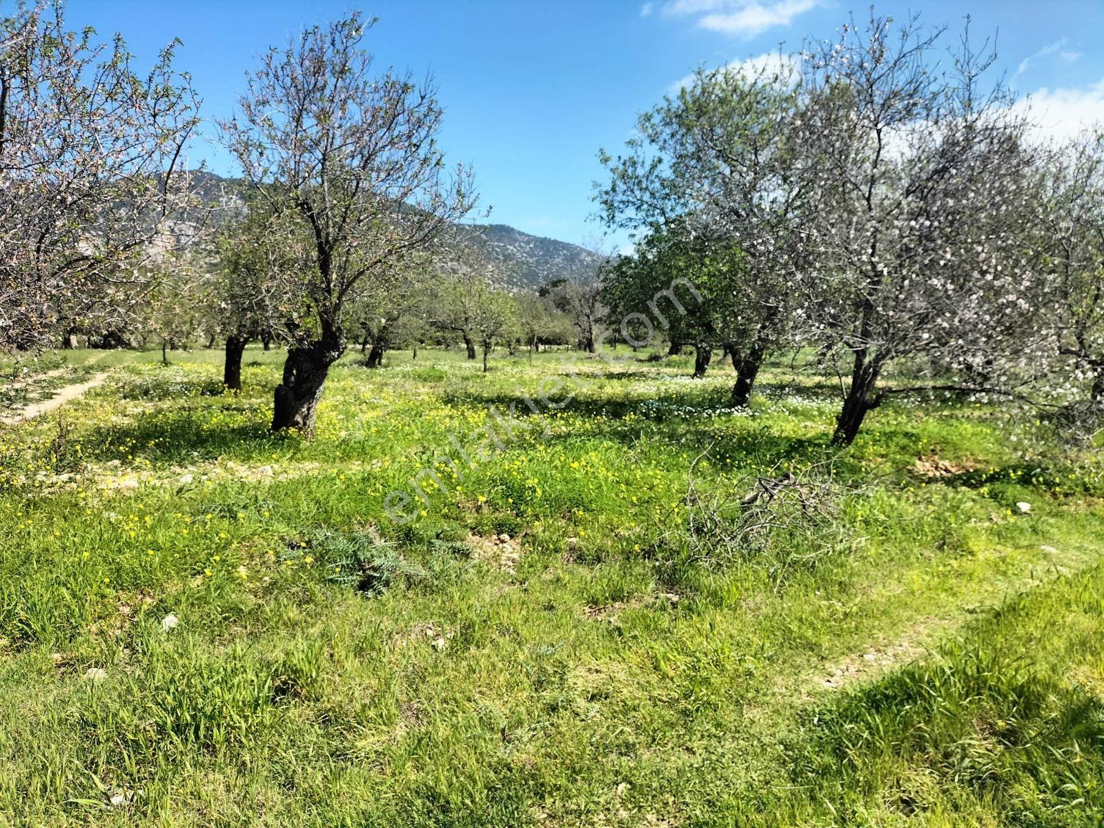 Egenin En Güzel Yeri Datca Da Satılık Bademlik Arsa - Görsel 10