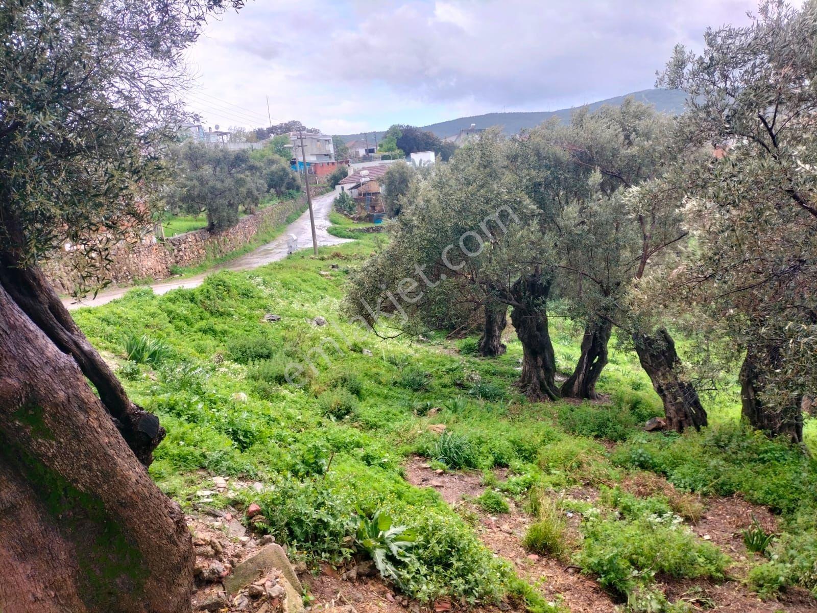 Bodrum Mumcular Yeniköyde Müstakil Rüya Gibi Satılık Konut Baĥçe - Görsel 5