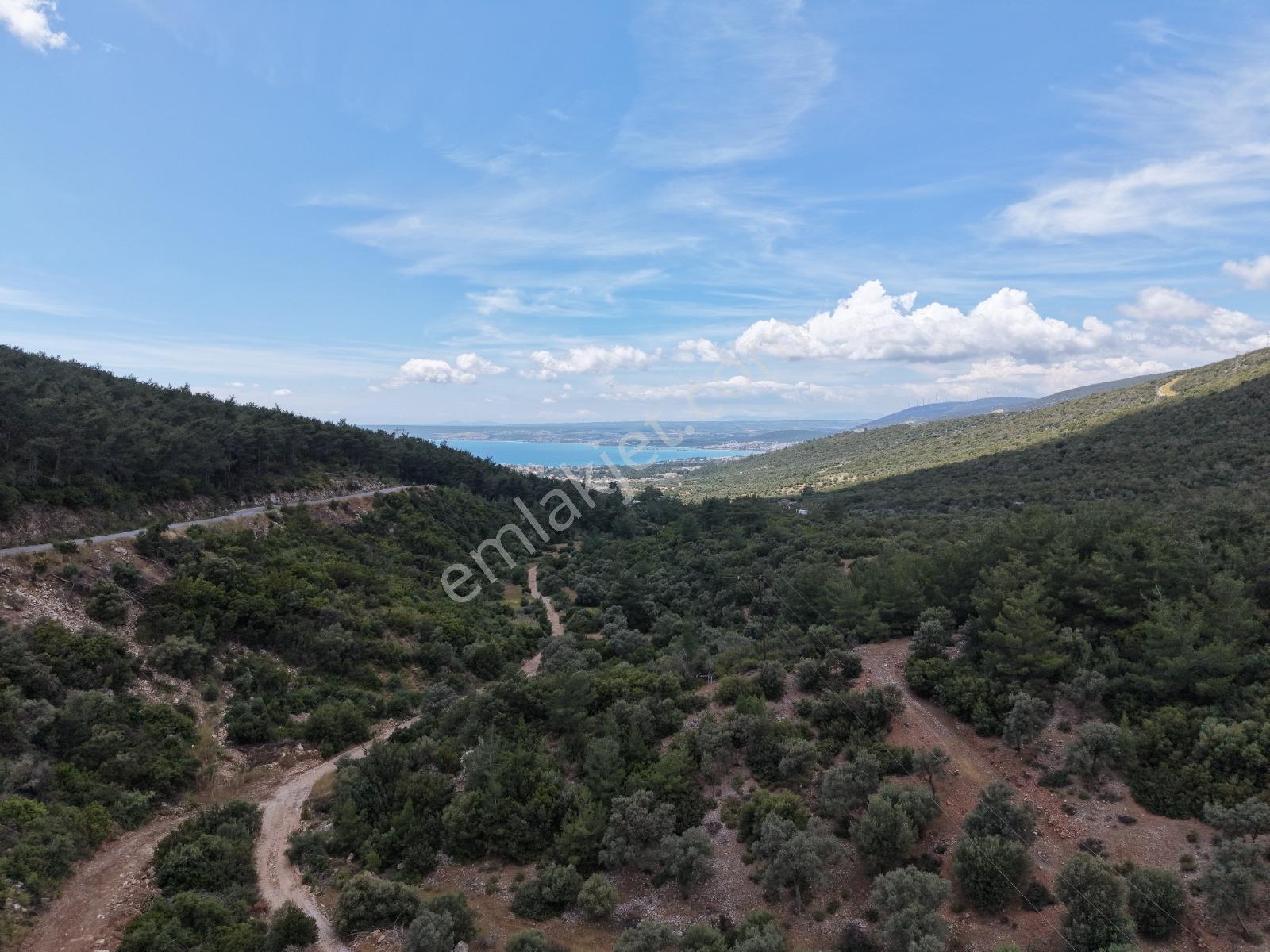 Didim Akbükte Deniz Manzaralı Satılık Zeytınlik - Görsel 3