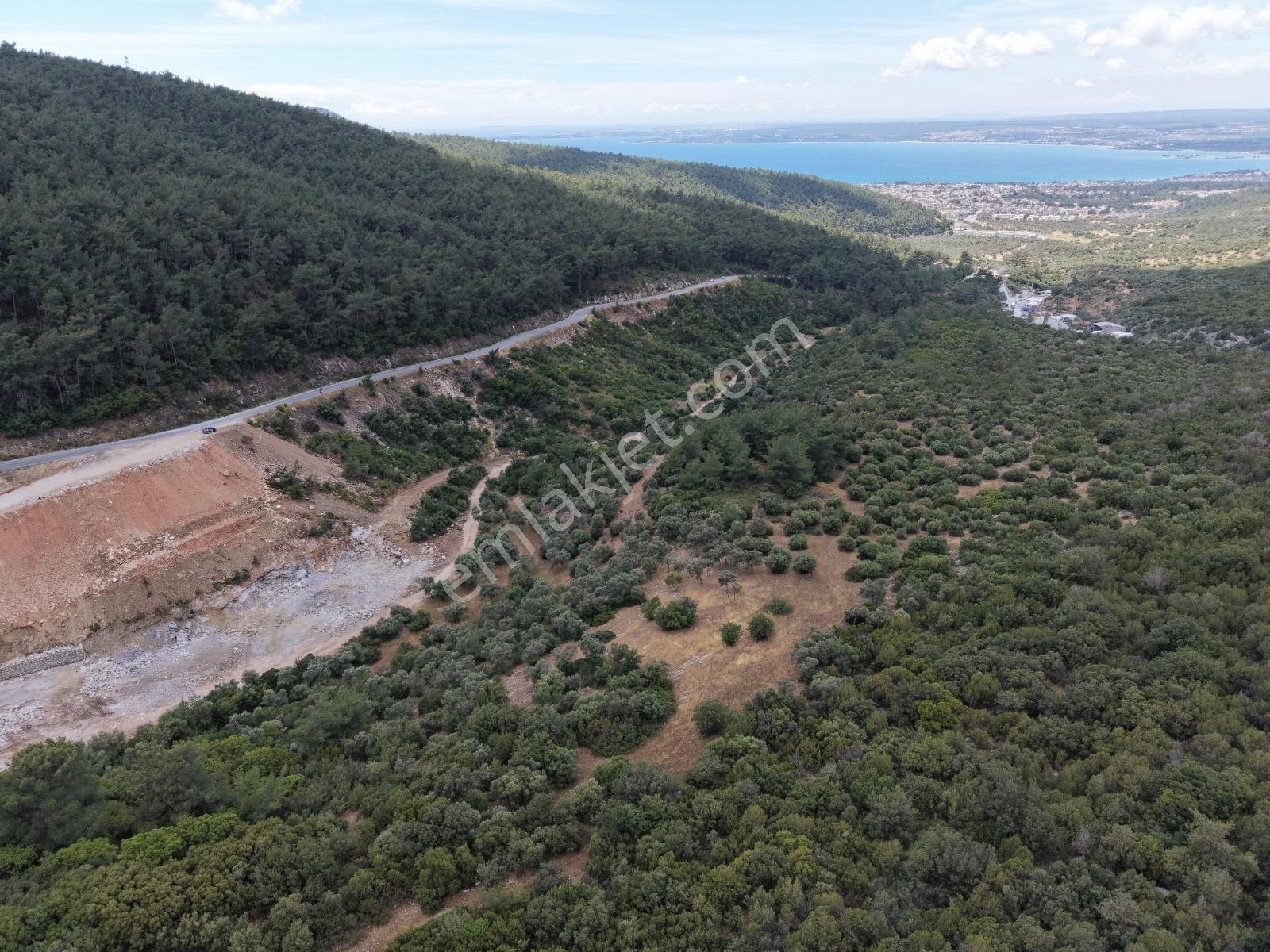 Didim Akbükte Deniz Manzaralı Satılık Zeytınlik - Görsel 13