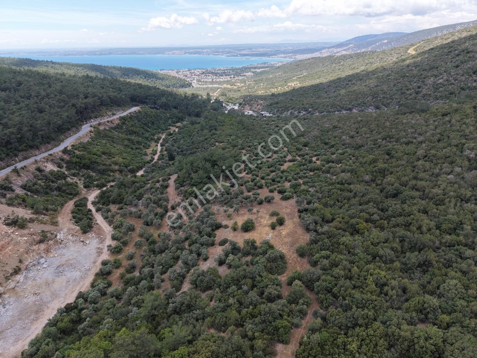 Didim Akbükte Deniz Manzaralı Satılık Zeytinlik - Görsel 3