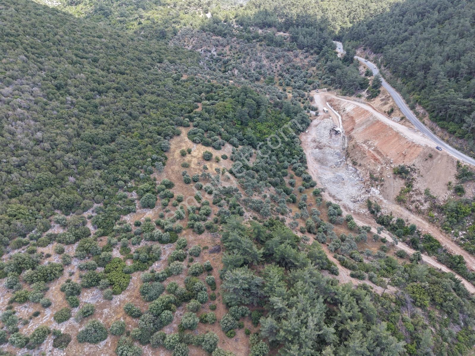 Didim Akbükte Deniz Manzaralı Satılık Zeytinlik - Görsel 6