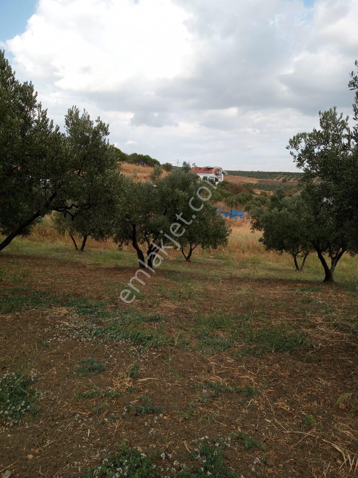 Deniz Manzaralı, 1820m² Zeytin Ağaçlı Arsa - Yatırım Fırsatı - Görsel 10