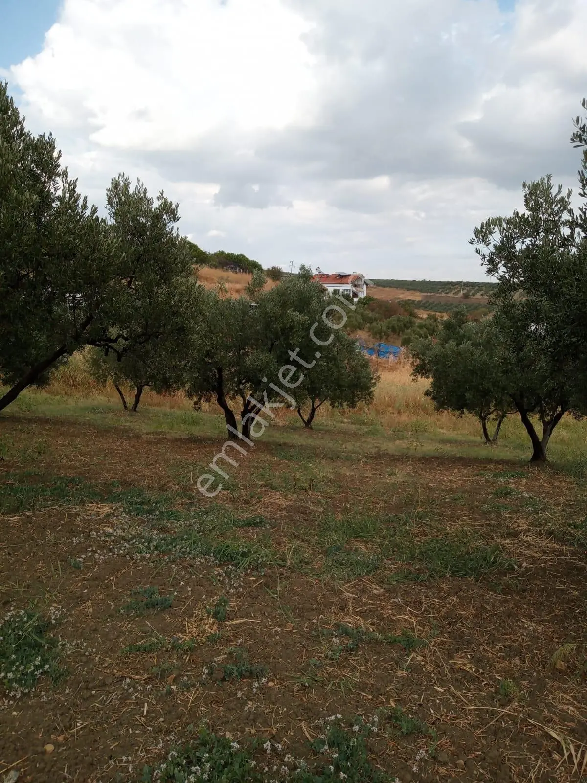 Deniz Manzaralı, 1820m² Zeytin Ağaçlı Arsa - Yatırım Fırsatı - Görsel 6