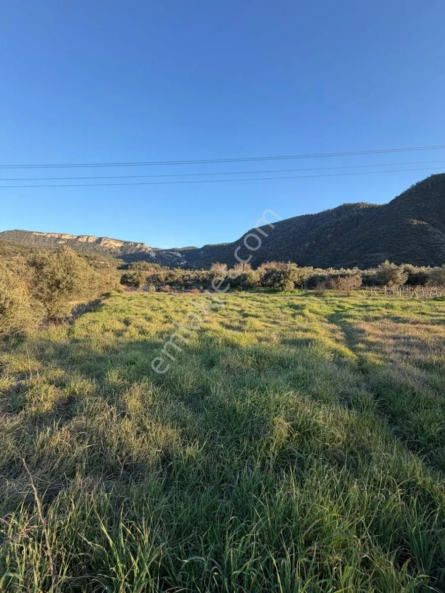 Yatırımlık Zeytinlik Alan Kazanır Güneyde 3466 M2 Yolu Var