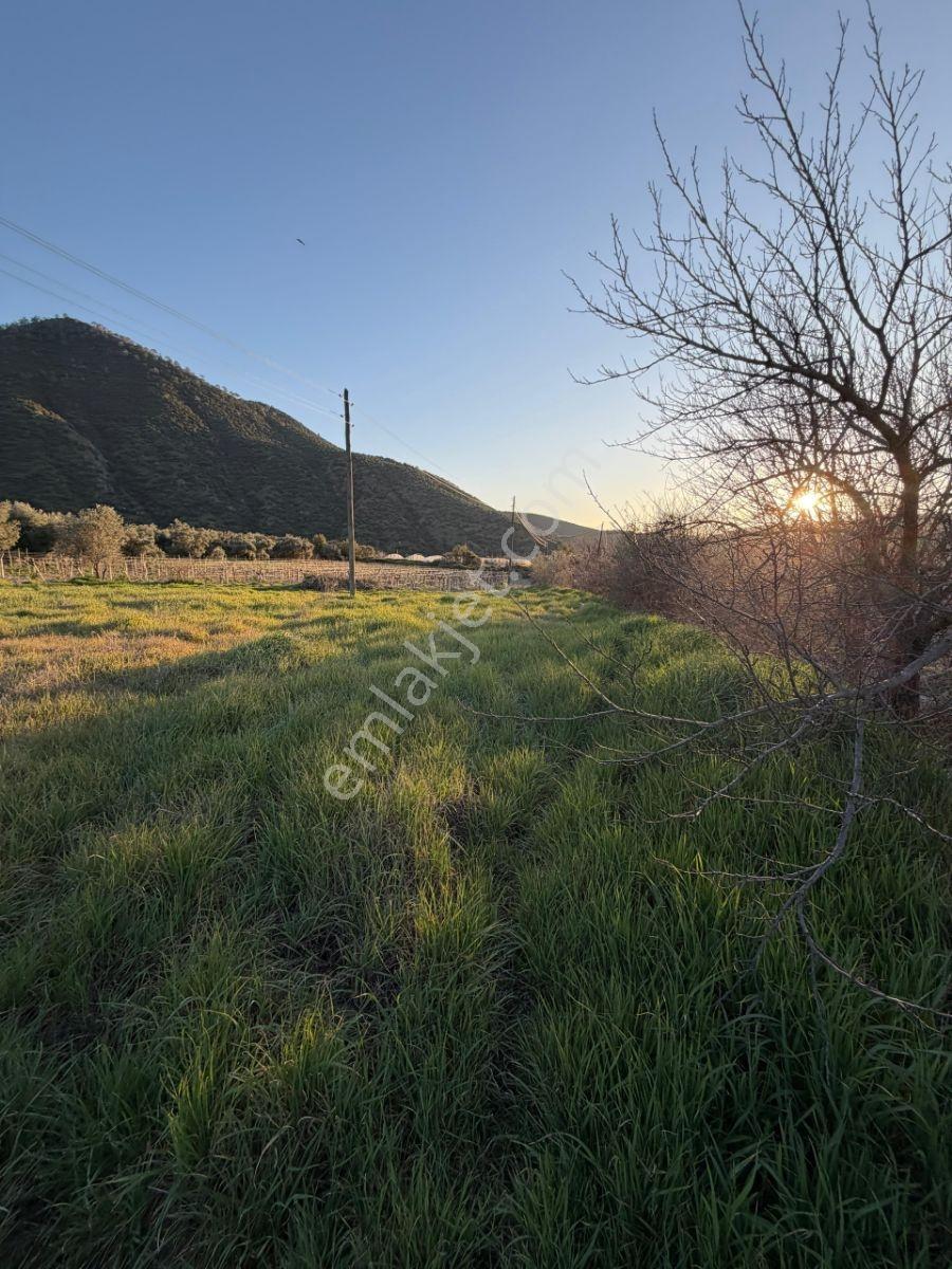 Yatırımlık Zeytinlik Alan Kazanır Güneyde 3466 M2 Yolu Var - Görsel 2