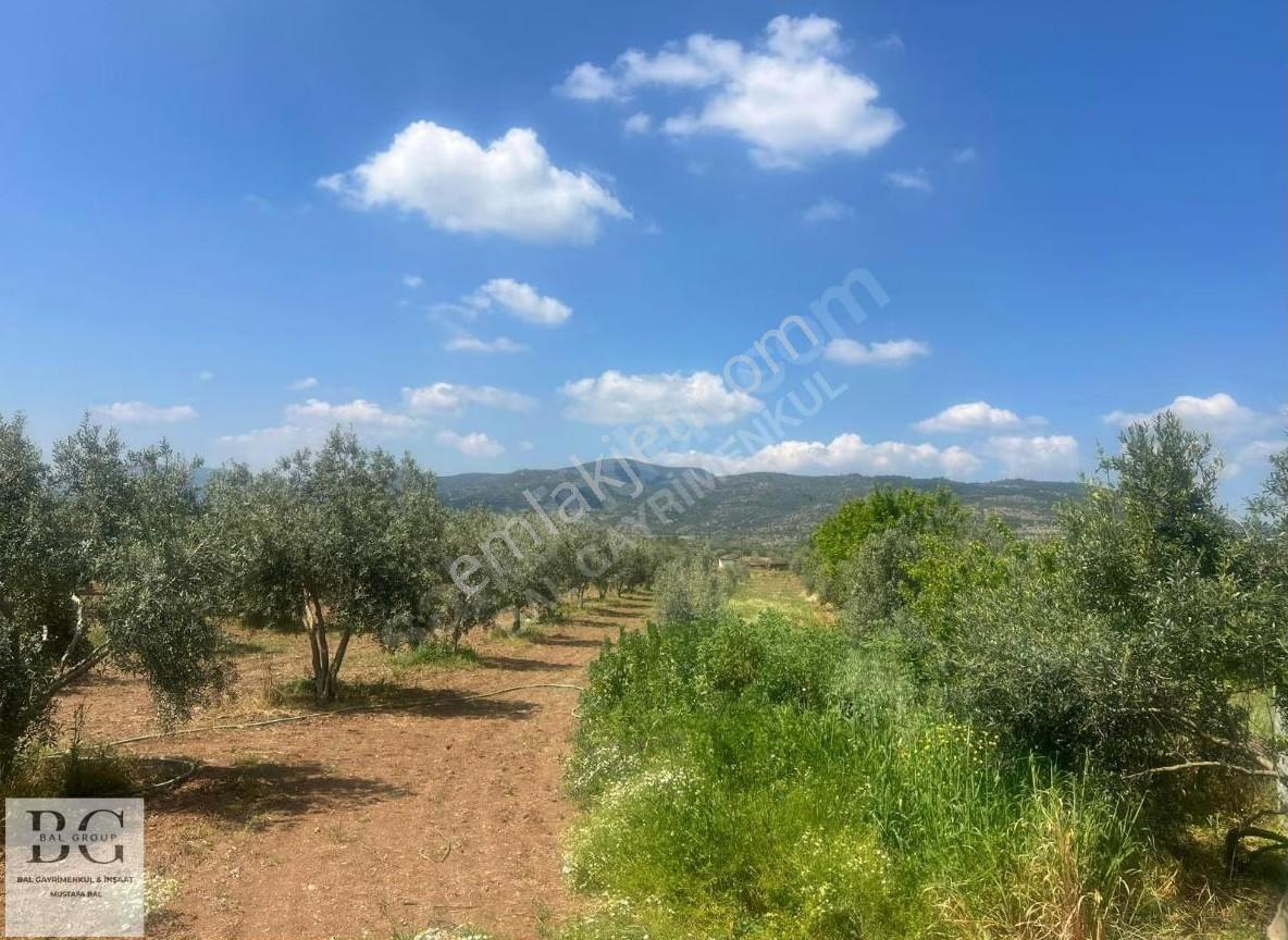 Menderes Küner'de Elektrik Su Hazır Satılık 250 M2 Bahçe - Görsel 4