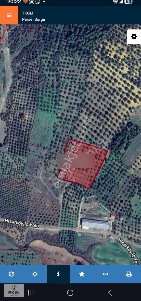 Burhaniye'de Muazzam Konumda 11 Dönüm Zeytinlik - Görsel 4