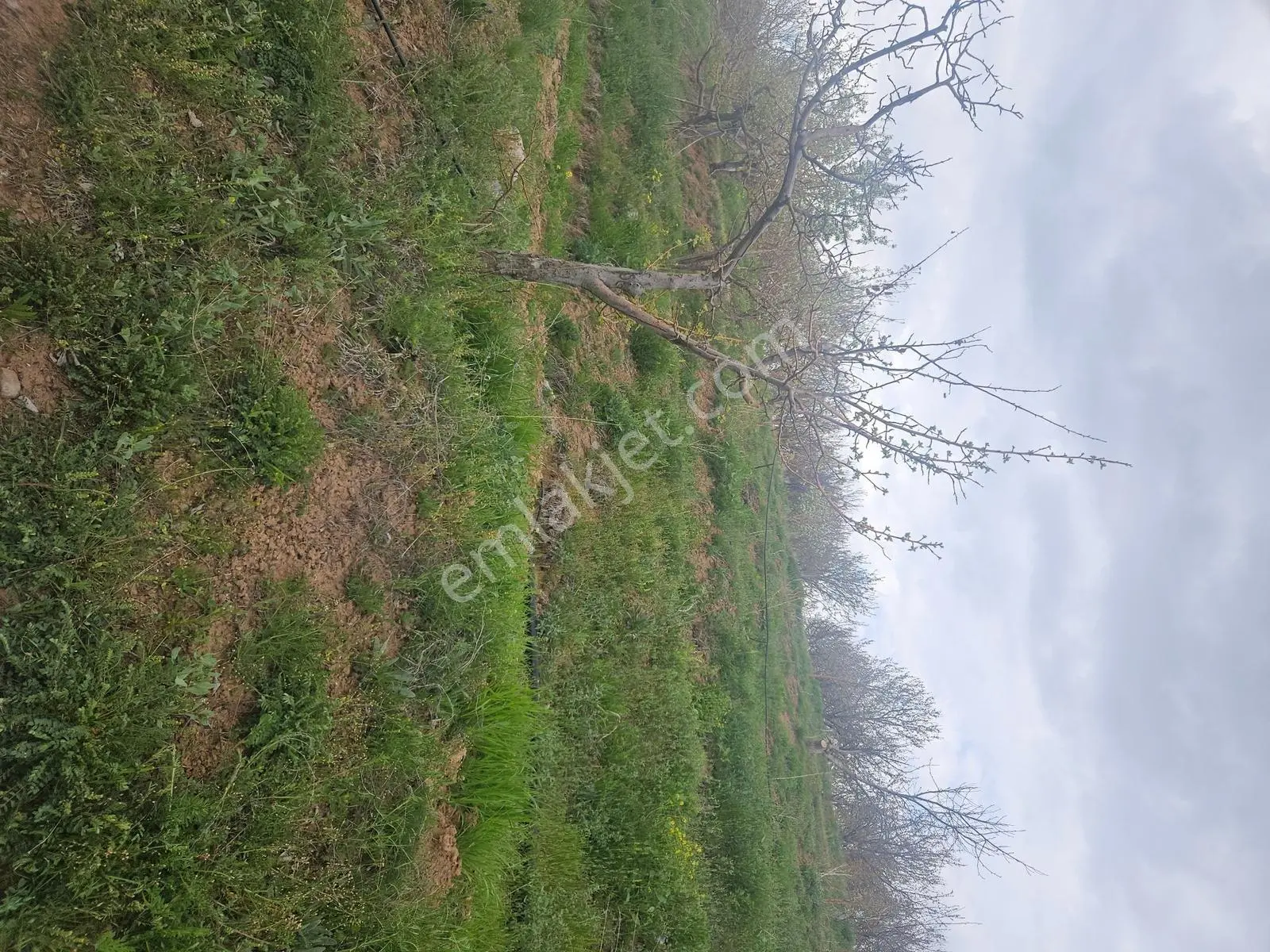 Toros Emlak'tan Çamardı Bademdere Satılık 2750 M2 Bahçe - Görsel 3