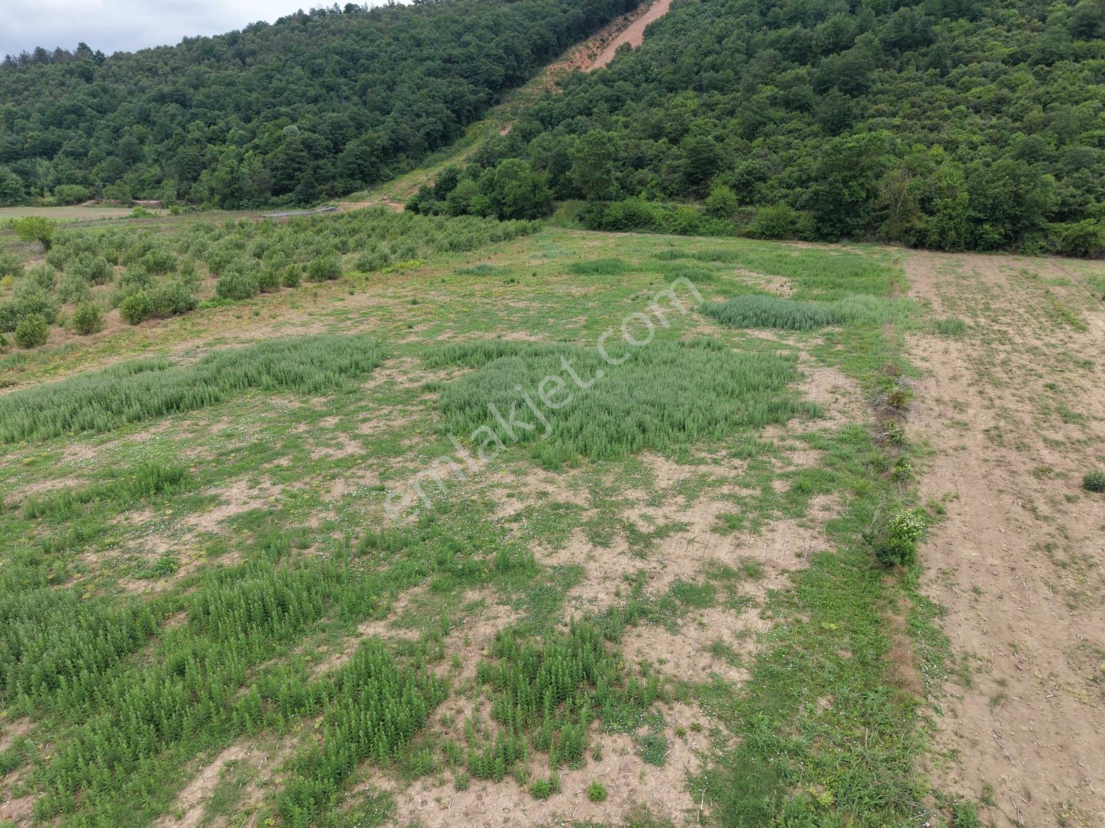 Hendek'te 12.232m2 Resmi Yollu Arsa - Görsel 9