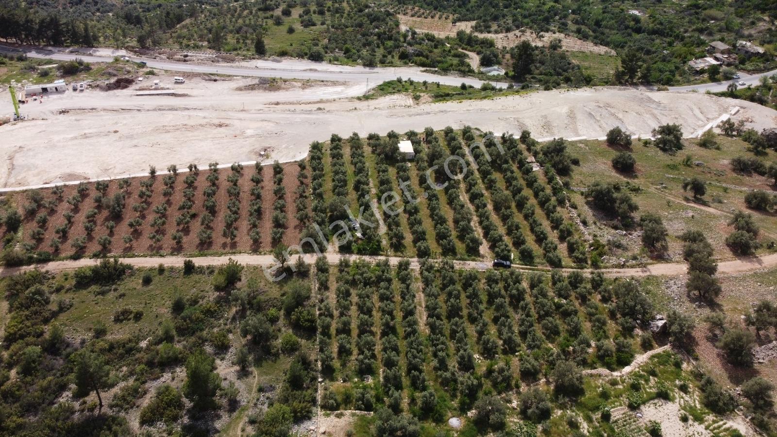 Satılık Silifke Kargıcak Köyü 10.607 M² Zeytin Bahçesi - Görsel 11