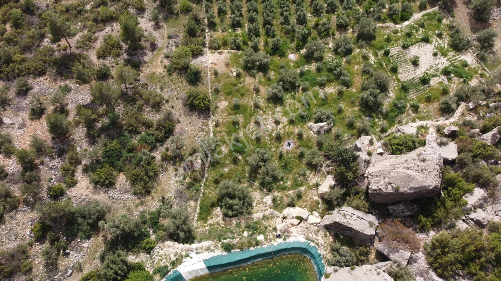 Satılık Silifke Kargıcak Köyü 10.607 M² Zeytin Bahçesi - Görsel 12