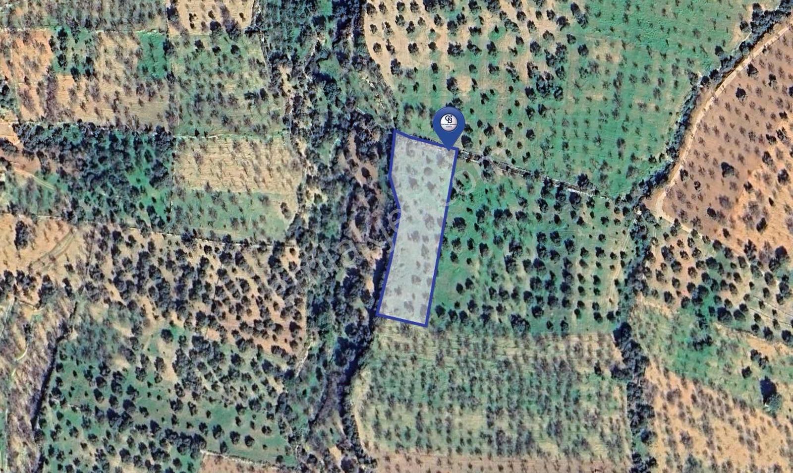 Datça Cumalı Mahallesinde 3.784m² Satılık Zeytinlik