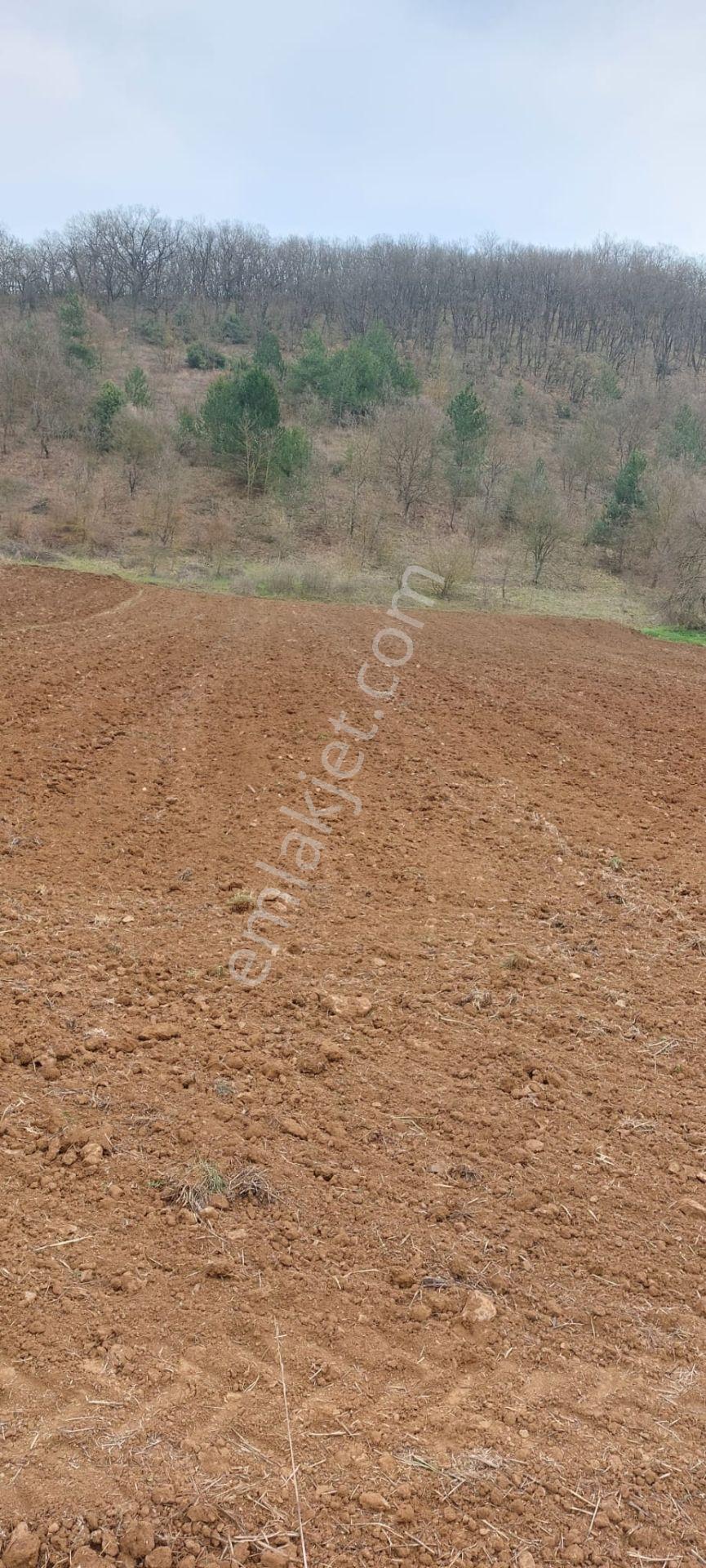 Soğuksu Ve Yağmurlu Köyleri Arasında Doğa İle İç İçe Sahibinden Yatırımlık Tarla - Görsel 5