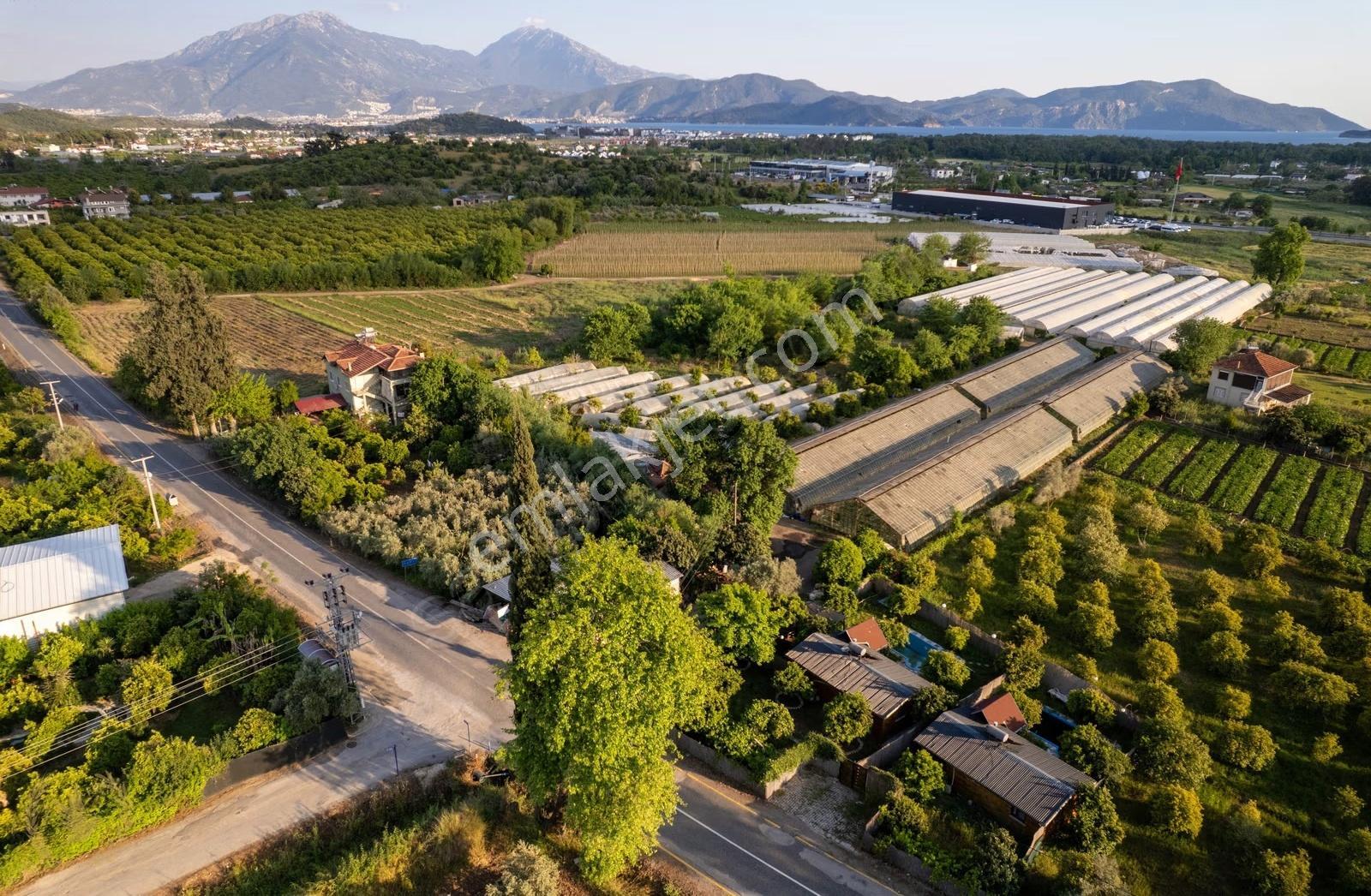Çiftlik-kargı 20dönüm Sera Ve Narenciye Bahçesi - Görsel 17