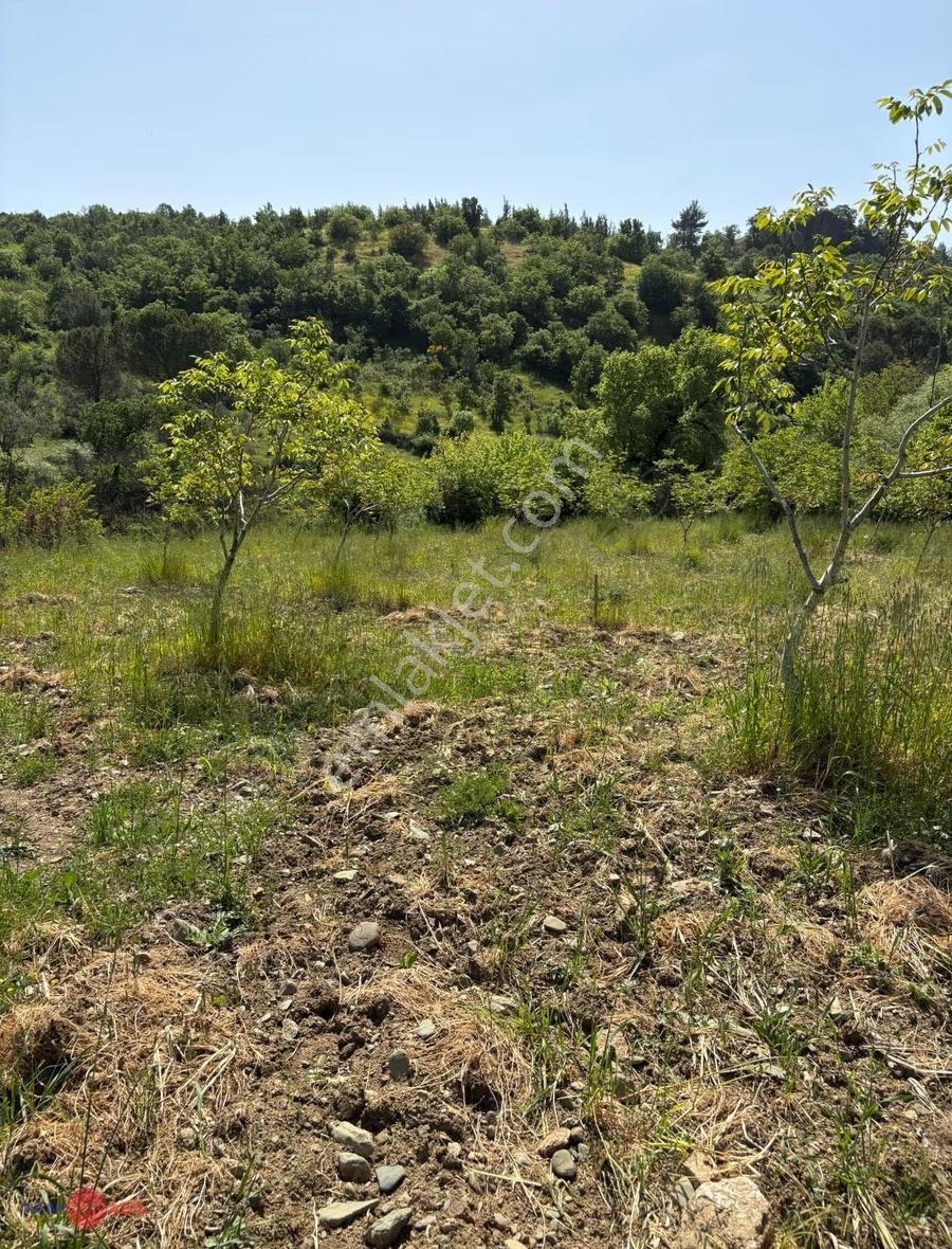 Bergama Tırmanlar Köyünde Satılık Cevizlik - Görsel 17