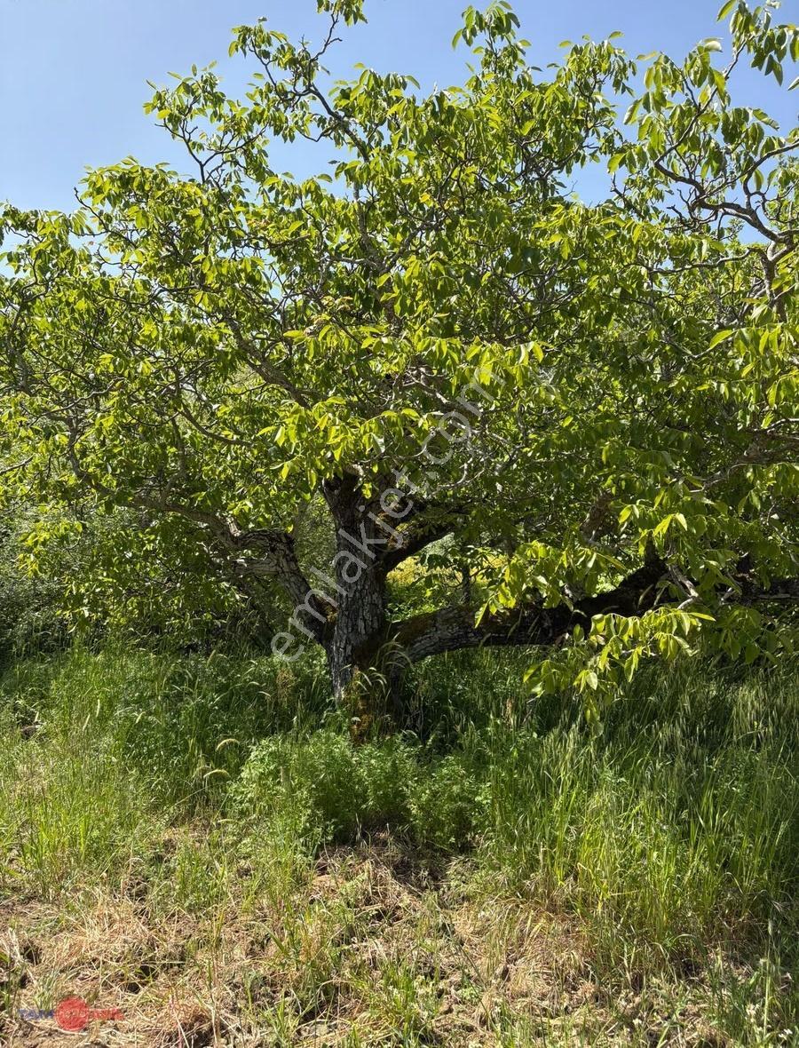 Bergama Tırmanlar Köyünde Satılık Cevizlik - Görsel 8