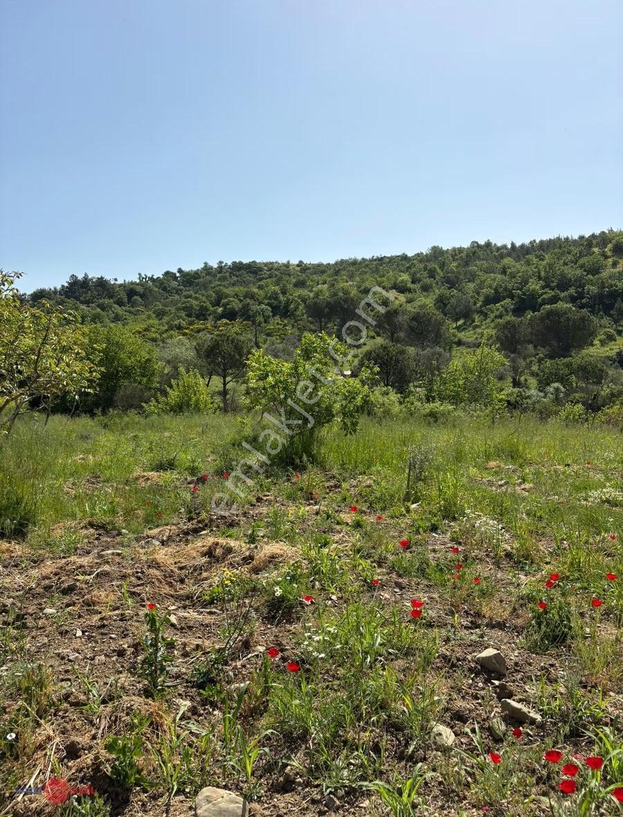 Bergama Tırmanlar Köyünde Satılık Cevizlik - Görsel 2