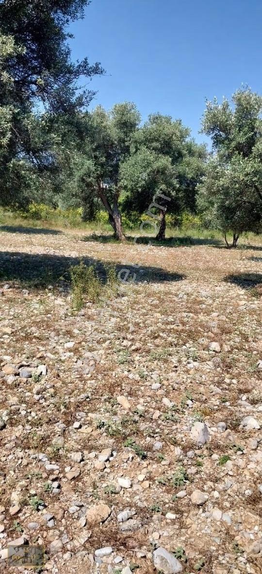 Muğla/köyceğiz/zeytinalanı/ Satılık Fırsat Göl Manzaralı Tarla - Görsel 11