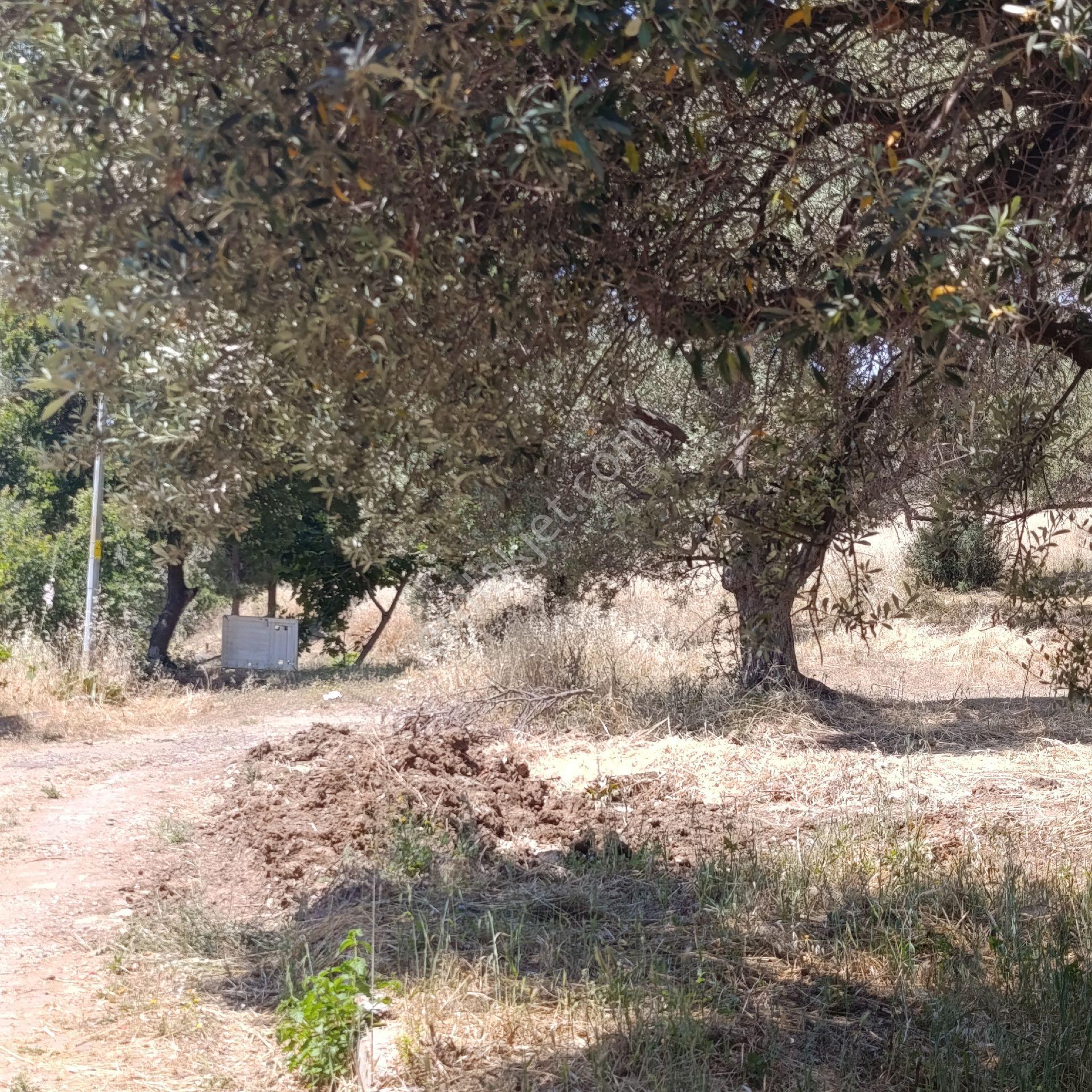 Foça Mustafa Kemal Atatürk Mahallesinde Bulunan İmar Sınırları İçinde Satılık Zeytinlik - Görsel 13