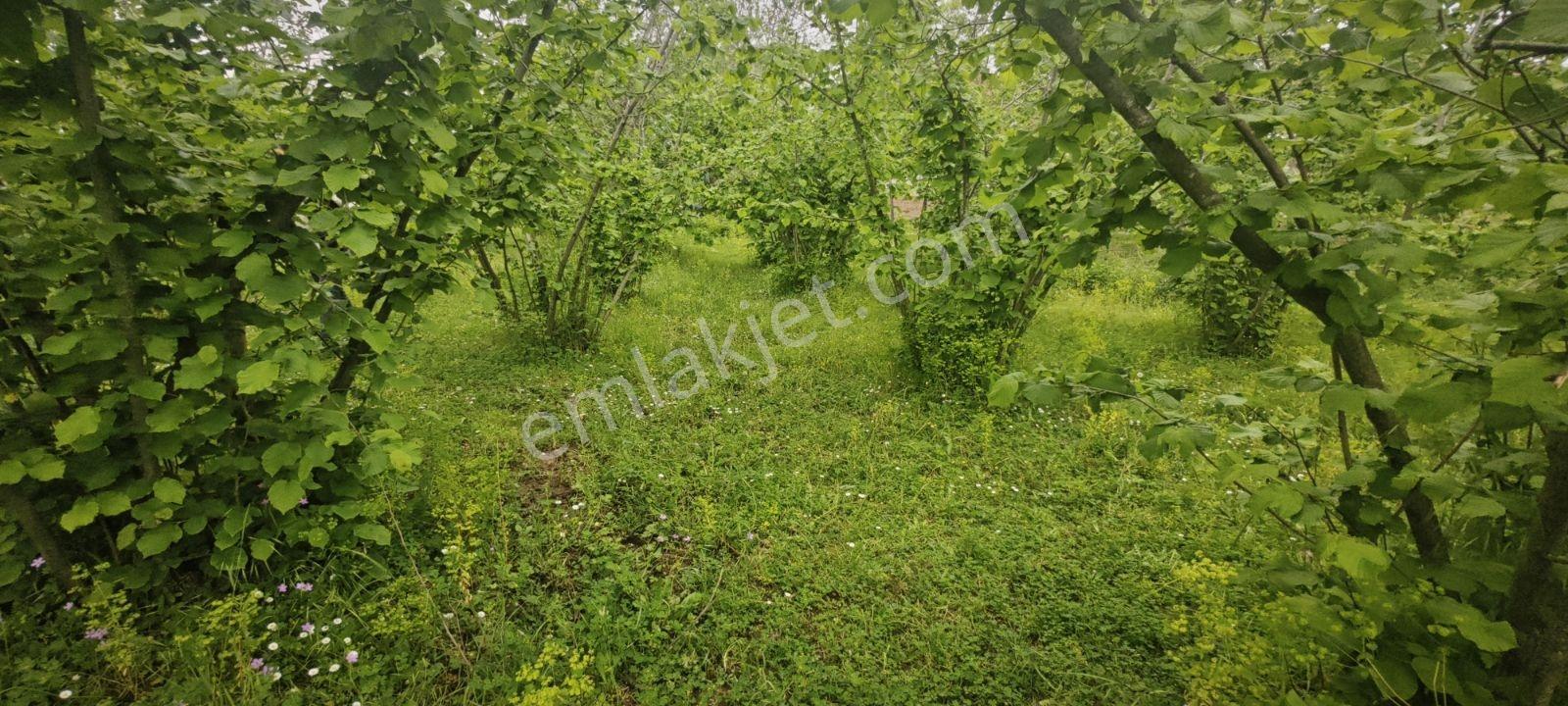 İmarlı Elit Konum Doğayla Başbaşa - Görsel 3