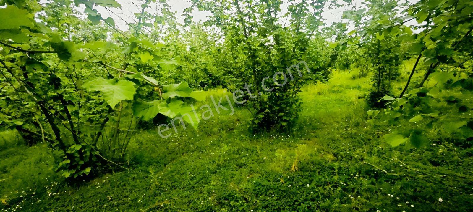 İmarlı Elit Konum Doğayla Başbaşa - Görsel 21