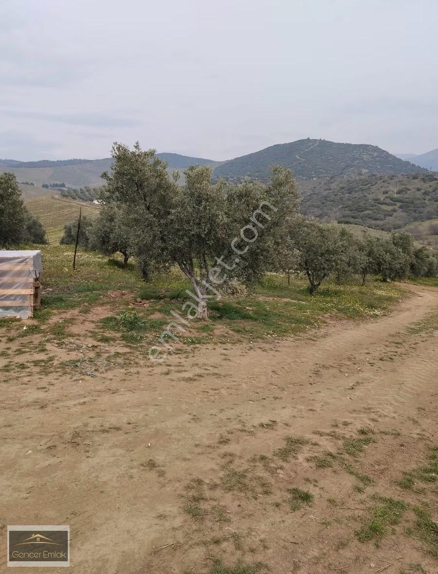 Manisa Salihli Poyrazdamlarında 34 Dönüm Zeytinlik - Görsel 6