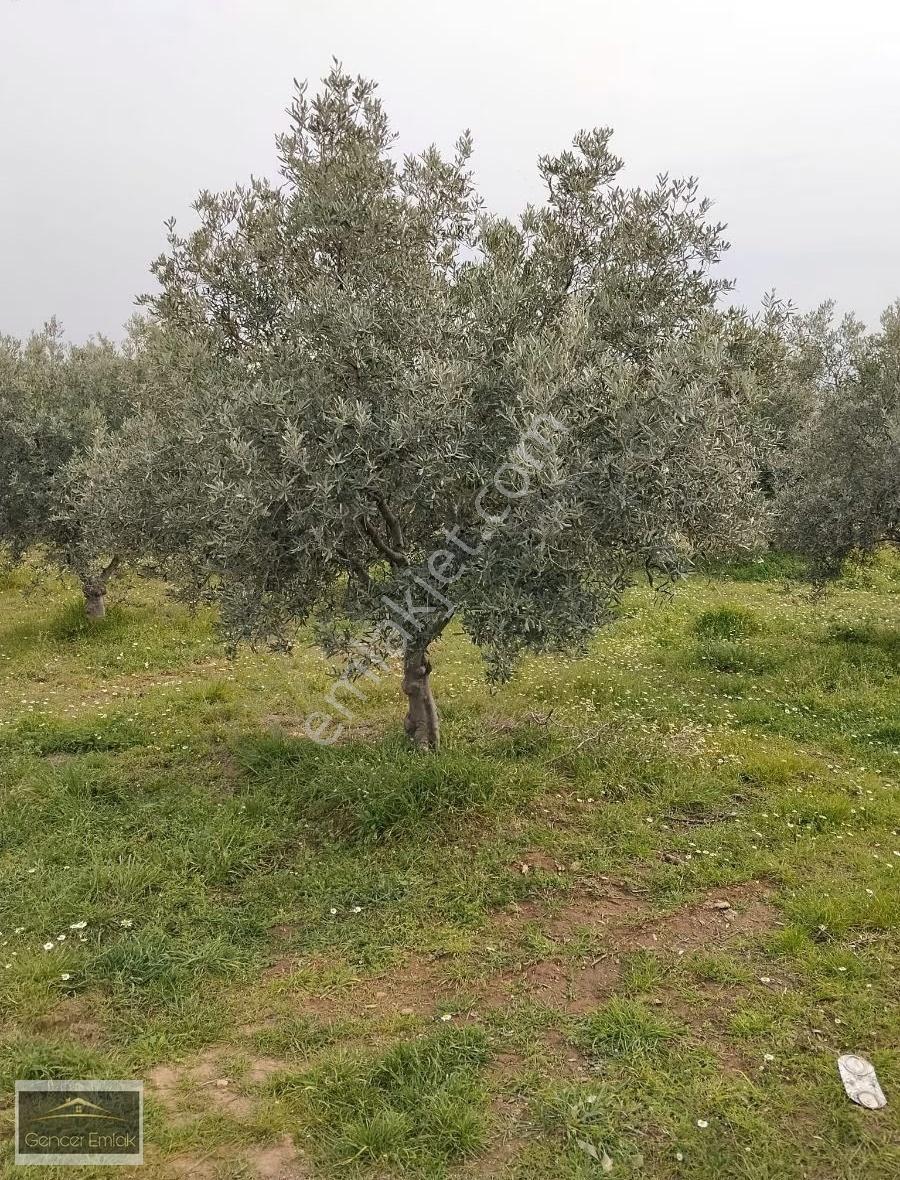 Manisa Salihli Poyrazdamlarında 34 Dönüm Zeytinlik - Görsel 2