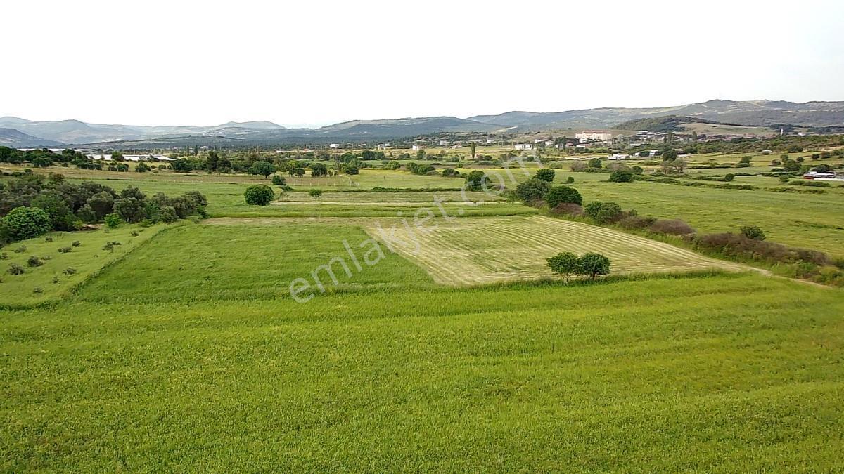 Manisa Yunusemre Osmancalı 8.250 M² Ekili Verimli Tarla - Görsel 12