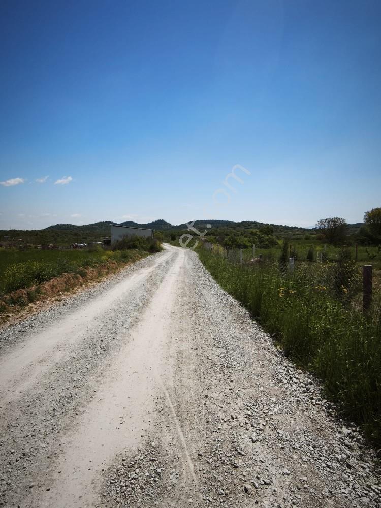 Manisa Yunusemre Osmancalı 8.250 M² Ekili Verimli Tarla - Görsel 17