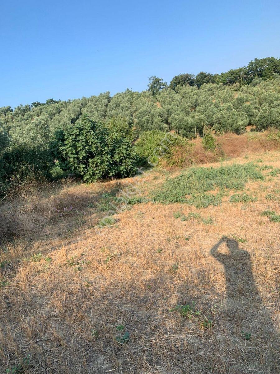 Mudanya Yaman Mahallesi Satılık Mükemmel Konumda 6.275 M2 Tarla - Görsel 3