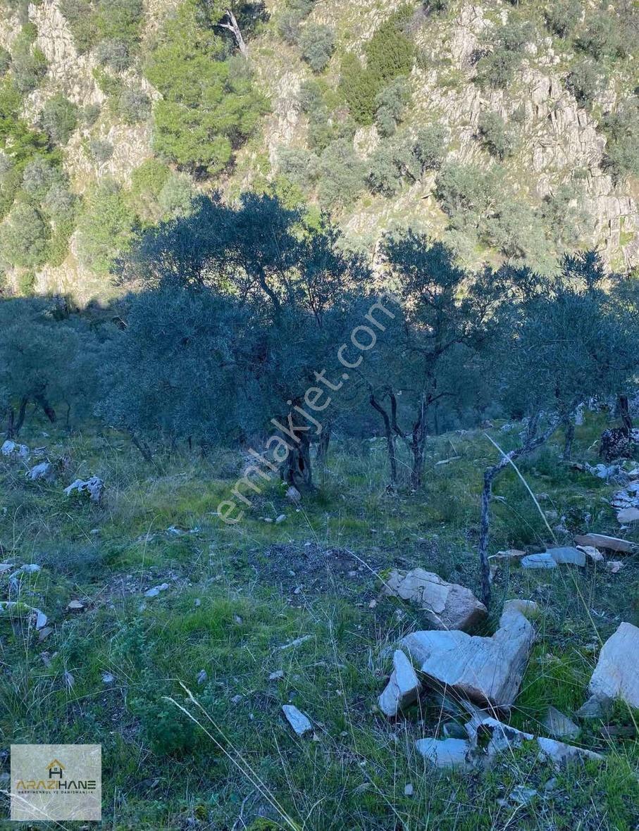 Kırcağızda 300 Zeytin Ağaçlı 6 Dönüm Arazimiz Satışta - Görsel 2
