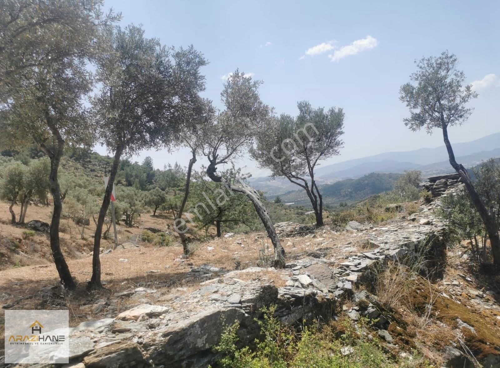 Milas Çamlıyurt Satılık Zeytinlik - Görsel 7
